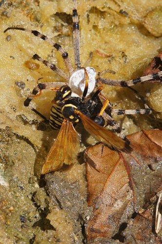 Batozonellus lacerticida